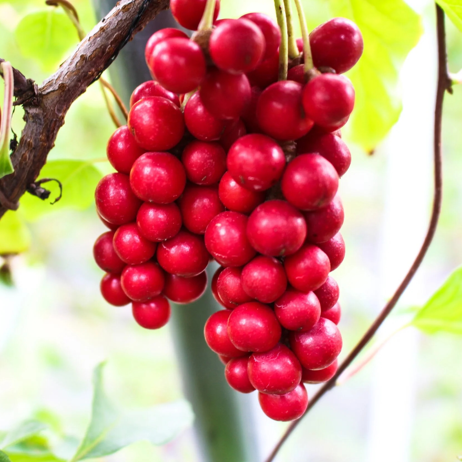 Schisandra