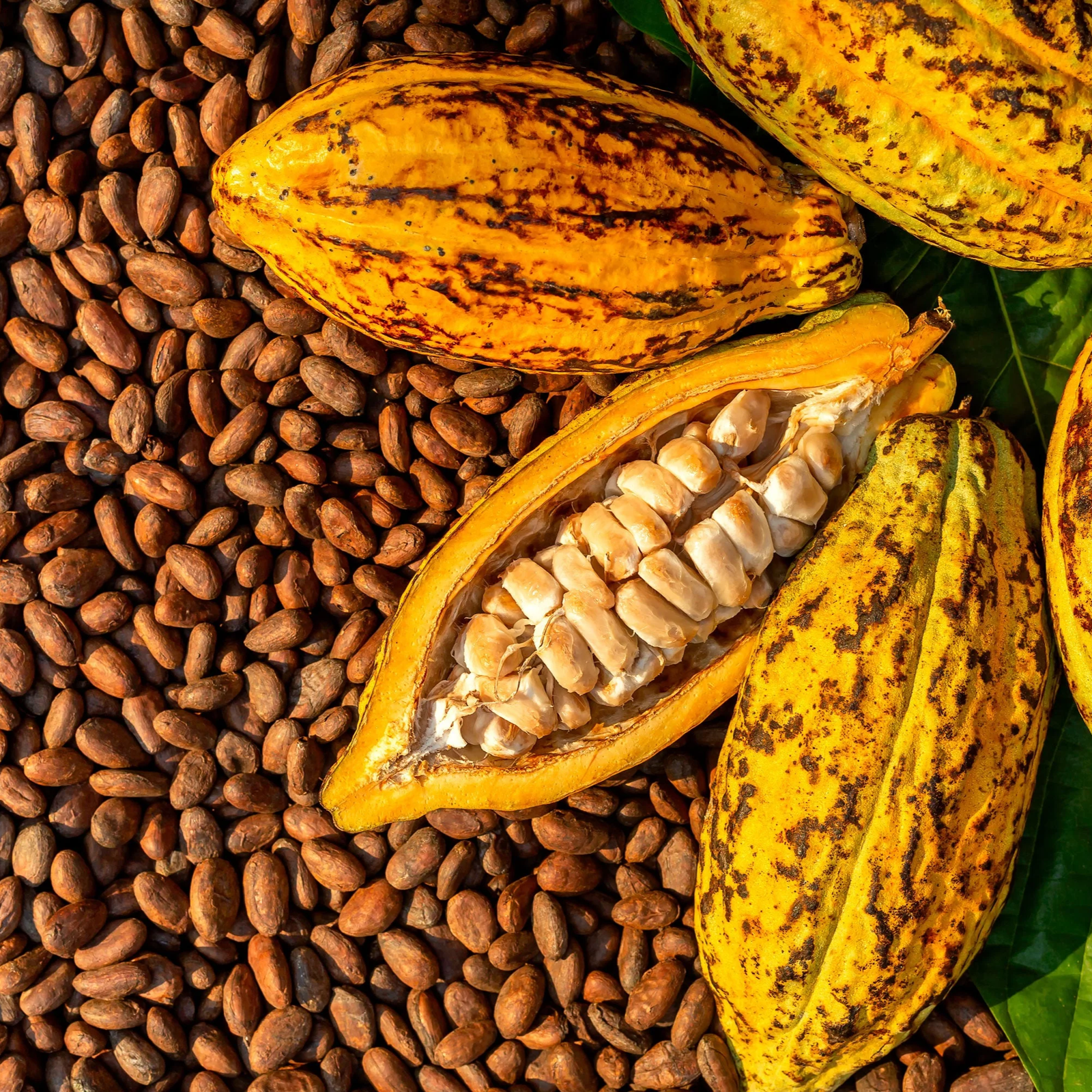 Theobroma Cacao / Epicatechin